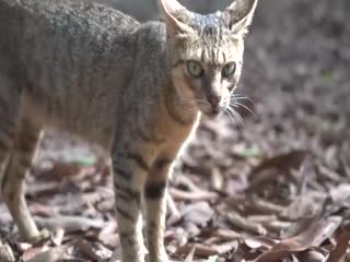 【养眼系列】矜持又没节操的猫